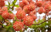 edgeworthia-flowers (1)4